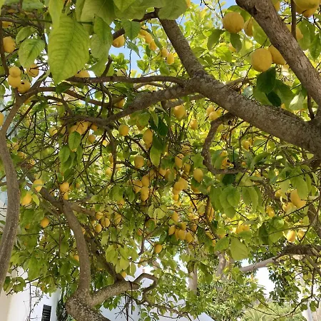 Charming House In + Pool Carvoeiro (Lagoa)