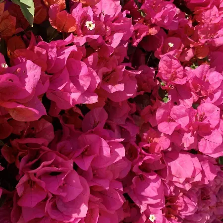 Tatil Evi Charming House In + Pool Carvoeiro (Lagoa)